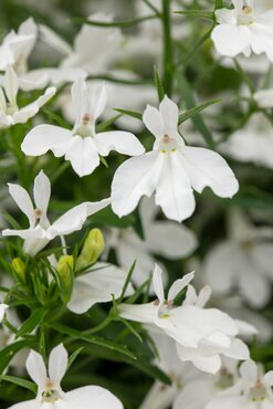 Lobelia Trailing White Six Pack