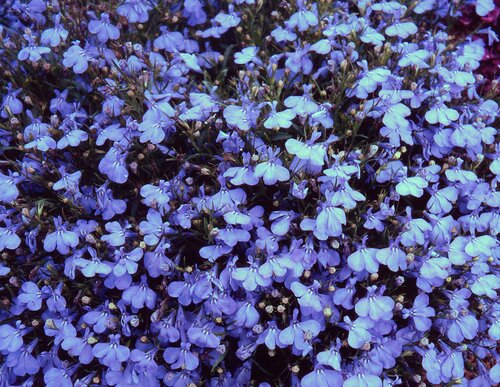 Lobelia Upright Cambridge Blue Six Pack - Stewarts Garden Centre