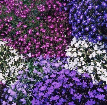 Lobelia Upright Mixed Six Pack