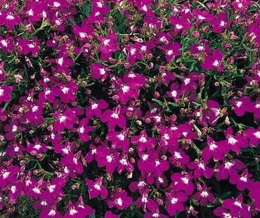 Lobelia Upright Red Six Pack