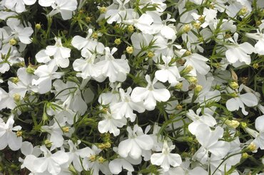 Lobelia Upright White Six Pack