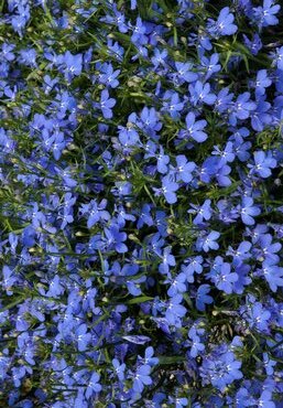 Lobelia Waterfall Blue Plug