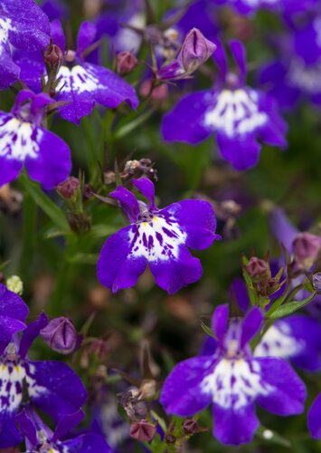 Lobelia Waterfall Dark Ice Blue Plug