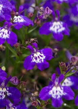 Lobelia Waterfall Dark Ice Blue Plug