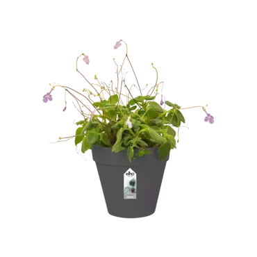 Loft Urban Green Wall Single 15cm Anthracite - image 2