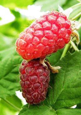 Loganberry 3 Litre