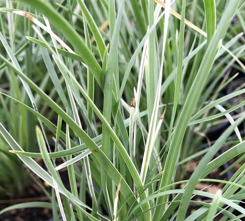 Lomandra Arctic Frost 3 Litre