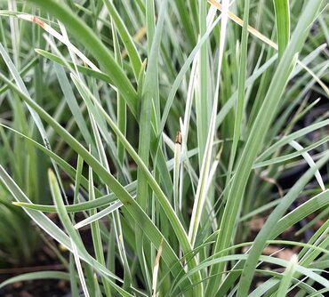 Lomandra Arctic Frost 3 Litre