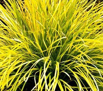 Lomandra Miners Gold 3 Litre