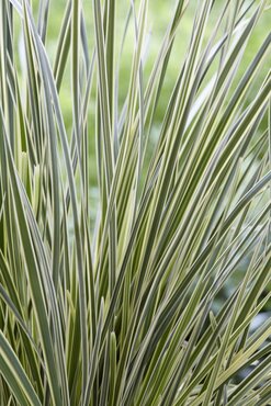 Lomandra White Sands 3 Litre