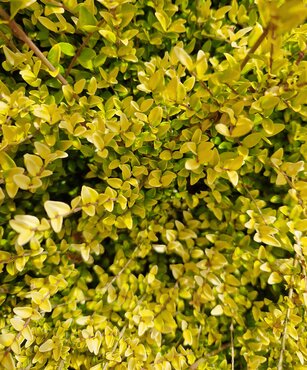 Lonicera 'Baggesen's Gold' 2 Litre - image 2