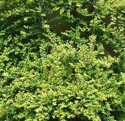 Lonicera 'Baggesen's Gold' 2 Litre - image 1