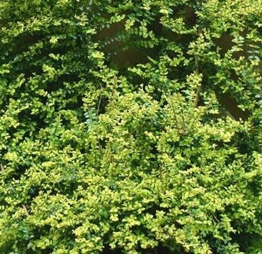 Lonicera 'Baggesen's Gold' 2 Litre - image 2
