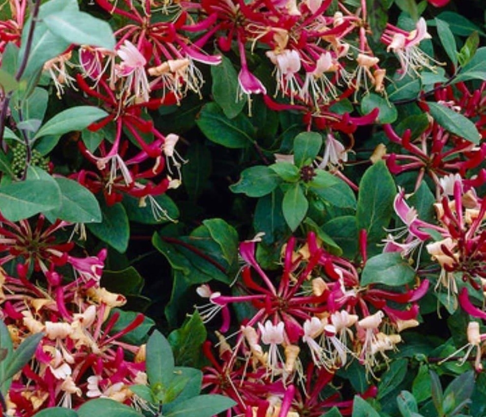 Lonicera Belgica 3 Litre - Stewarts Garden Centre
