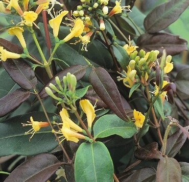 Lonicera Copper Beauty 1.5m on Trellis 20 Litre