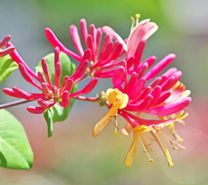 Lonicera Dart's World 3 Litre