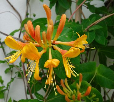 Lonicera Golden Trumpet 3 Litre