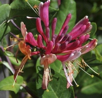 Lonicera Goldflame 3 Litre