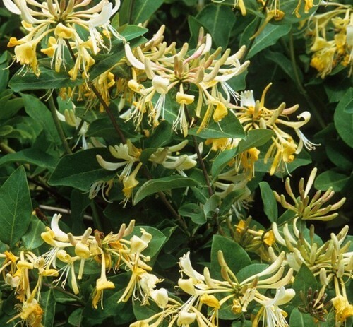 Lonicera Graham Thomas 3 Litre