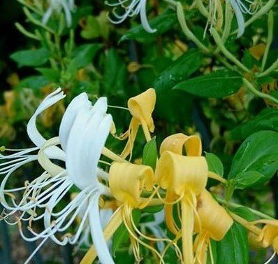 Lonicera Hall's Prolific 3 Litre