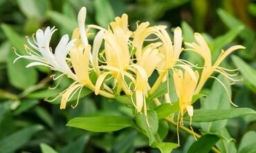 Lonicera Halliana 3 Litre