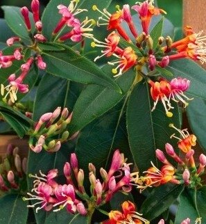 Lonicera Henryii 3 Litre