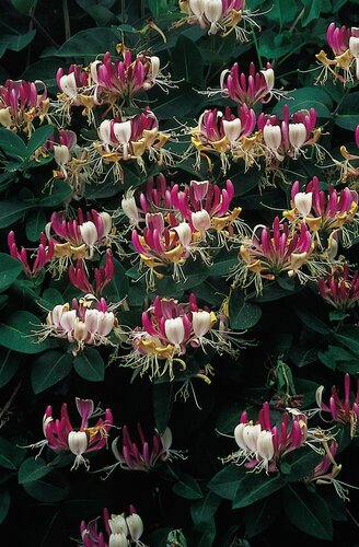 Lonicera japonica Repens 3 Litre