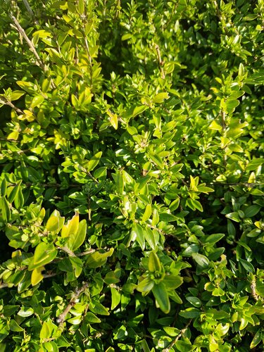 Lonicera nitida 3 Litre