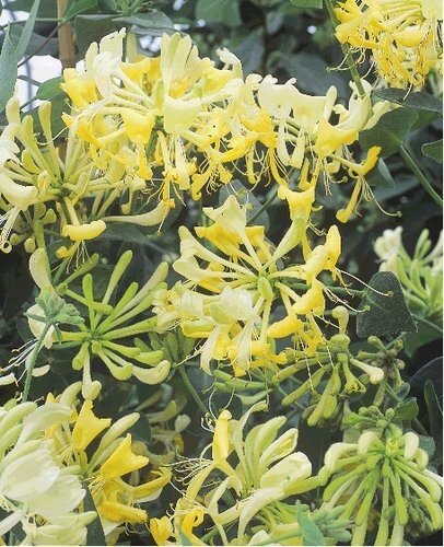 Lonicera Scentsation Trellis 9 Litre