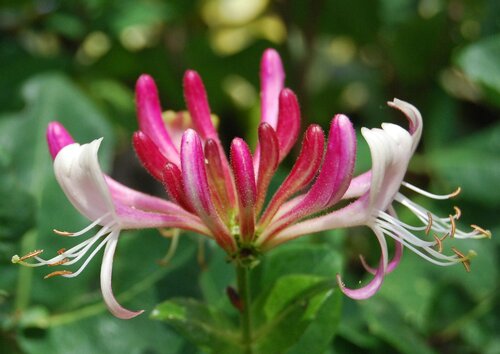 Lonicera Serotina 3 Litre