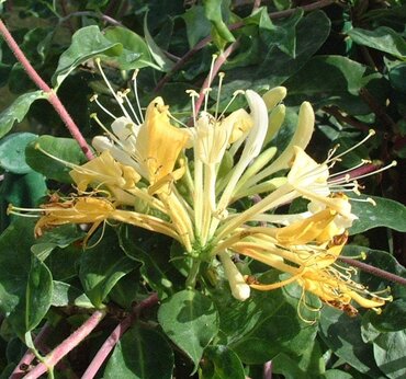 Lonicera Sweet Sue 3 Litre