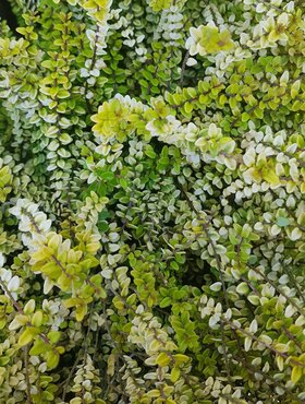 Lonicera Twiggy 3 litre - image 1