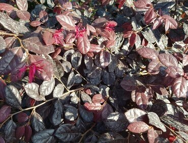 Loropetalum Mix 19cm - image 2