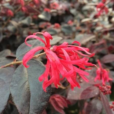 Loropetalum Red 11 Litre - image 1