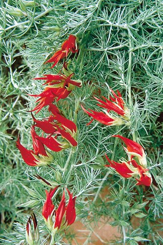 Lotus berthelotii 10.5cm