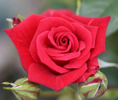 Love Knot Climbing Rose 4 Litre