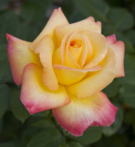 Love & Peace 4.5 Litre - image 1