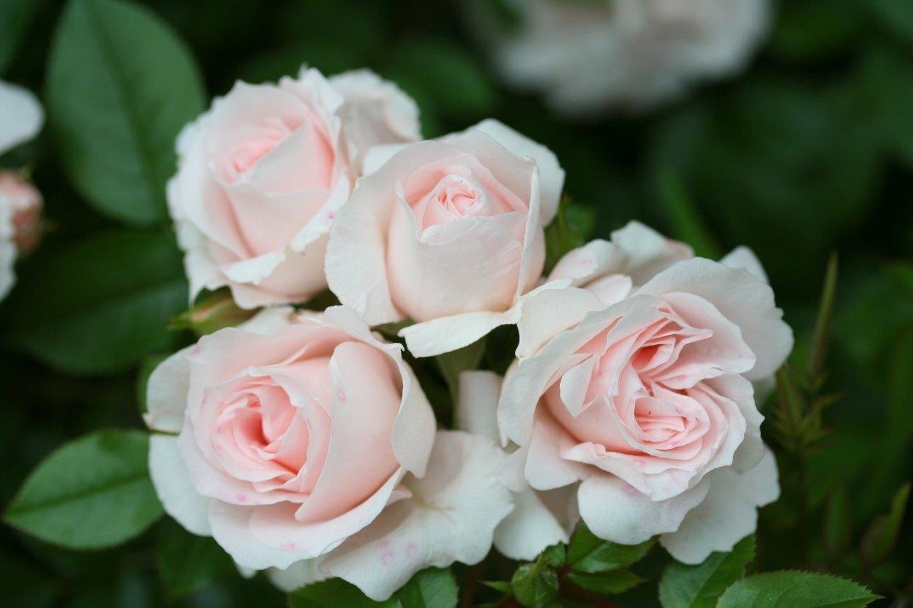 Patio Roses Uk Lovely Bride Patio Rose 3 Litre - Stewarts Garden Centre