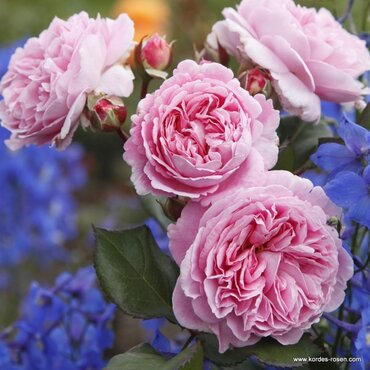 Lovely Parfuma Cottage Garden Rose 5.5 Litre