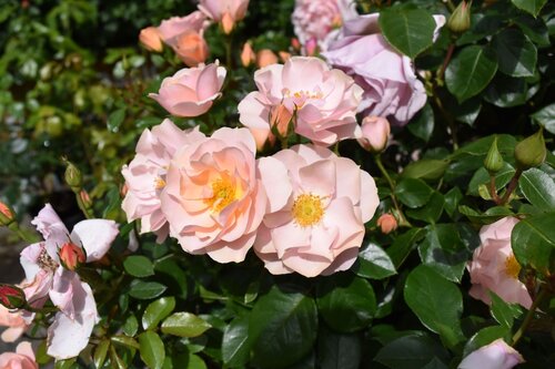 Loyal Companion Bush Rose 3 Litre - image 1