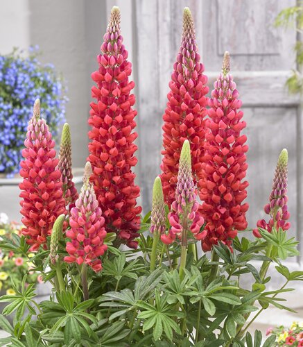 Lupin Beefeater 1.5 Litre