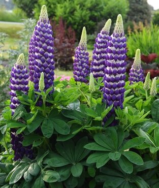 Lupin Blacksmith 2 Litre