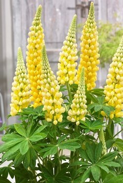 Lupin Desert Sun 1.5 Litre