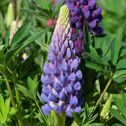 Lupin Gallery Blue 9cm
