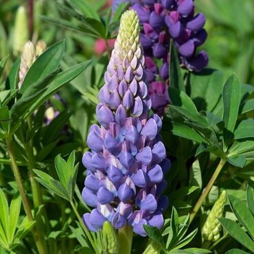 Lupin Gallery Blue 9cm