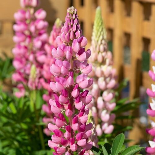 Lupin Gallery Pink 9cm