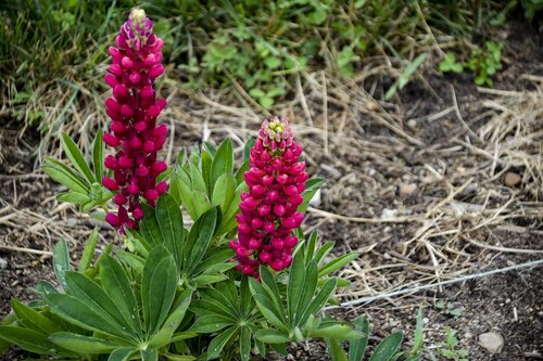 Lupin Gallery Red 9cm - image 2