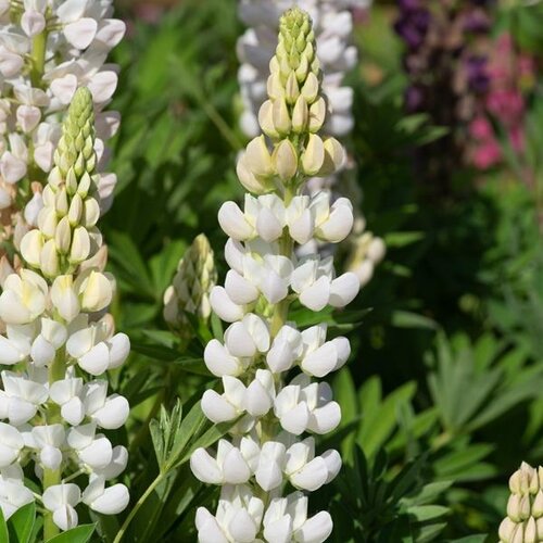 Lupin Gallery White 9cm