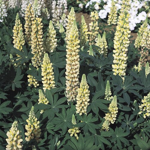 Lupin Gallery Yellow 9cm