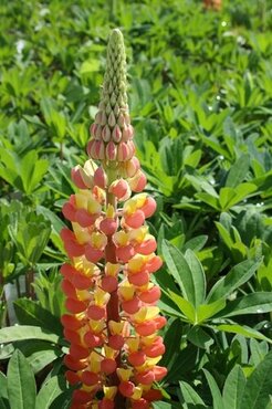 Lupin Gladiator 1.5 Litre